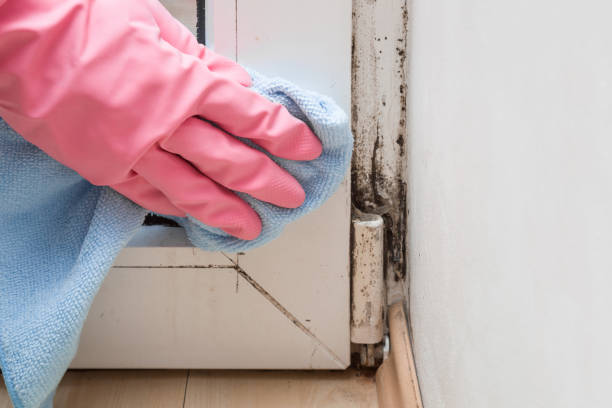 Why You Should Choose Our Mold Remediation Services in Westville, OK